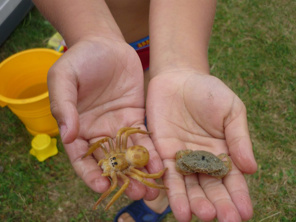 Une araignée et une grenouille